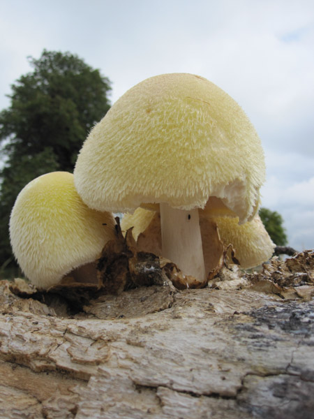 Vovalriella bombycina group